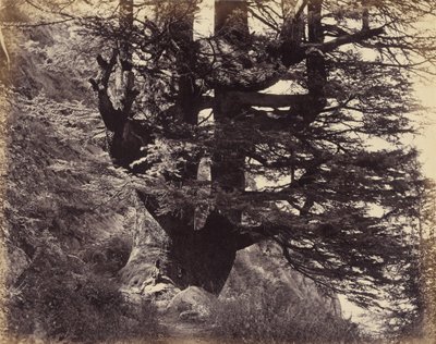 Great Deodar, 42 Feet in Circumference by Samuel Bourne